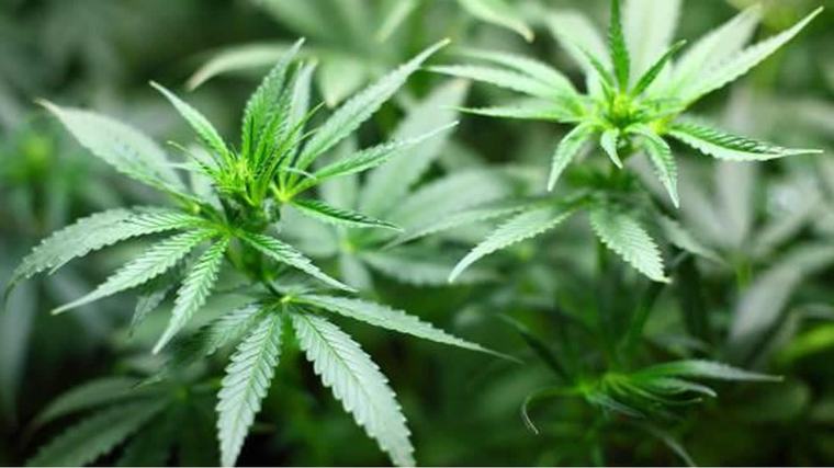 Nouveau cadre en vue - réforme du cannabis : le rapport est prêt, vers la fin du statu quo?