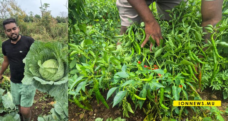 [Fertilisants] Sharhad Nawosah : « Mo gayn letan fini plante, fini rekolte lerla pou gayn sa subsid-la »