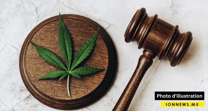 Cannabis Légal : la légalisation peut-elle freiner la drogue de synthèse ?